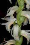 Great Plains lady's tresses